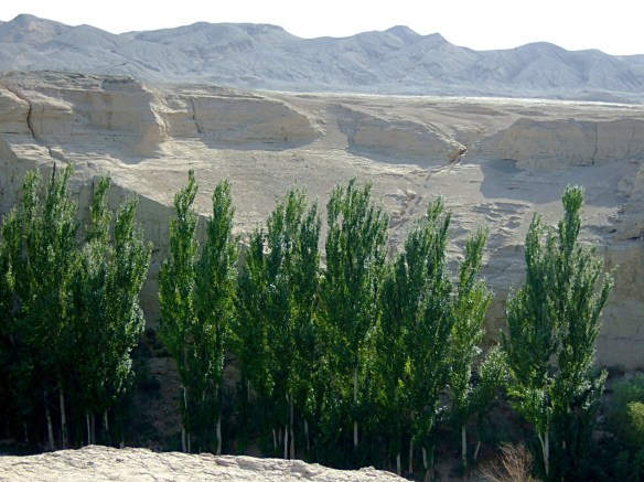 The Turpan area is a bleak desert that bursts into life where there is water